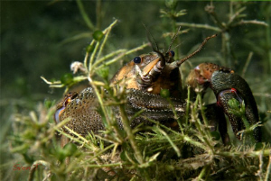 Crayfish, yesterday's dive by Sven Tramaux 